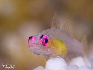 Purple-eyed Goby by Iyad Suleyman 